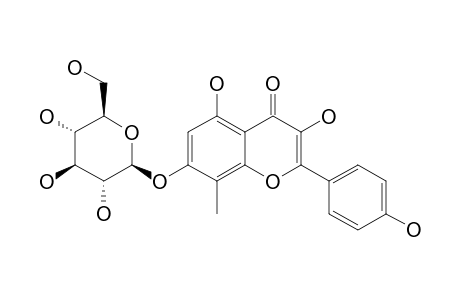 8-METHYLKAEMPFEROL-7-O-BETA-D-GLUCOPYRANOSIDE