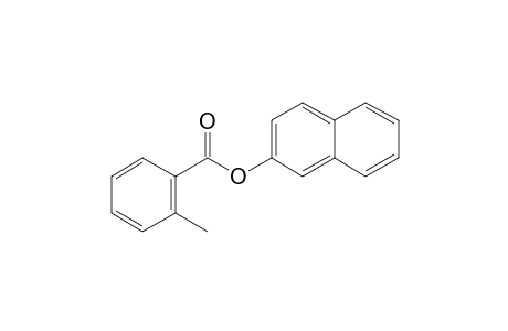 o-Toluic acid, 2-naphthyl ester