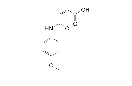 N-(4-Ethoxyphenyl)maleamic acid