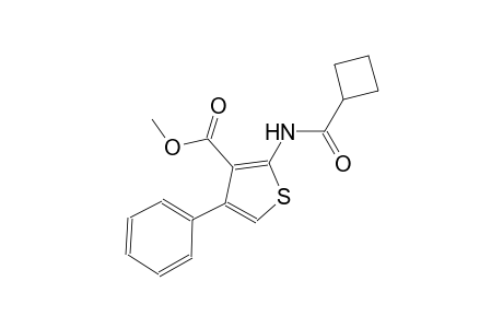 methyl 2-[(cyclobutylcarbonyl)amino]-4-phenyl-3-thiophenecarboxylate