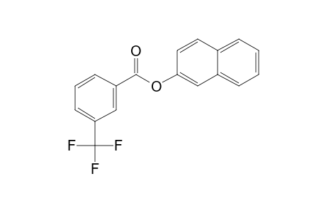 3-Trifluoromethylbenzoic acid, 2-naphthyl ester