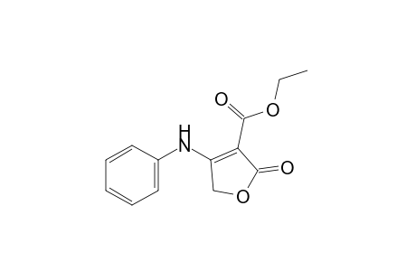 4-anilino-2,5-dihydro-2-oxo-3-furoic acid, ethyl ester