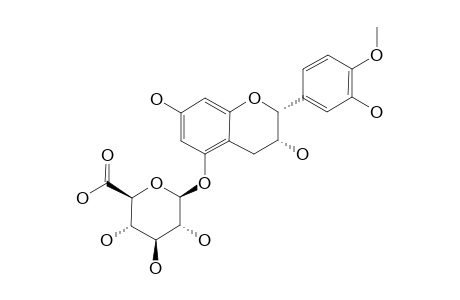 4'-O-METHYLEPICATECHIN-5-O-BETA-D-GLUCURONIDE