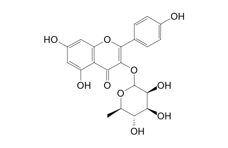 Kaempferol-3-O-rhamnoside