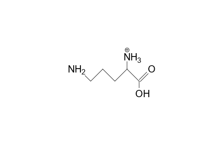 DL-2,5-Diamino-valeric acid, cation