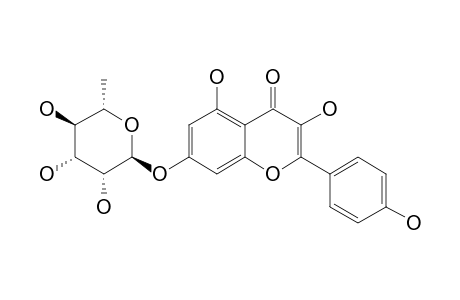 KAEMPFEROL-7-O-ALPHA-L-RHAMNOPYRANOSIDE