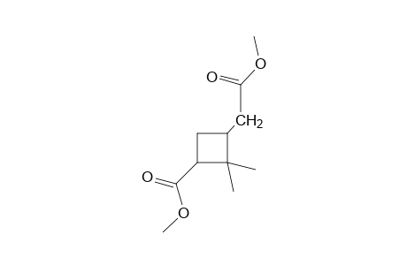 3-Carboxy-2,2-dimethyl-cyclobutaneacetic acid, dimethyl ester