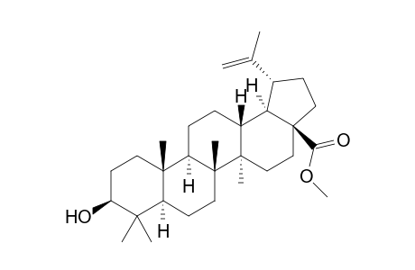 Methyl betulinate