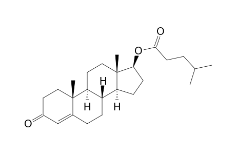 Testosterone isocaproate