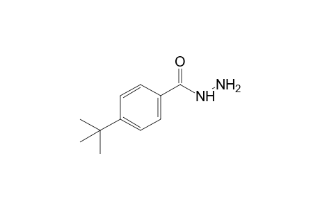 4-tert-Butylbenzohydrazide