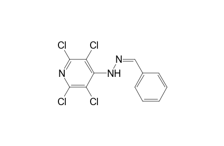2,3,5,6-Tetrachloro-4-pyridylhydrazone benzaldehyde