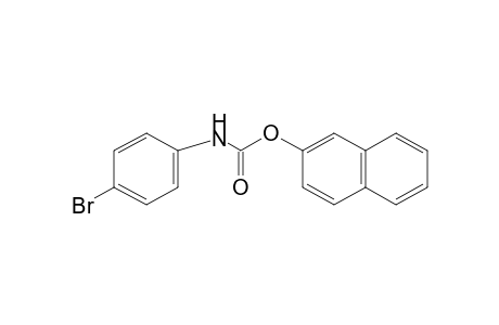 p-Bromocarbanilic acid, 2-naphthyl ester