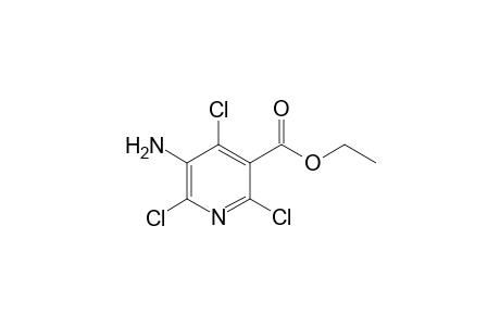 Ethyl 5-amino-2,4,6-trichloronicotinate