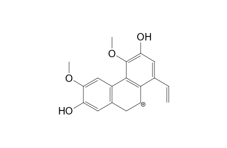 Boldine MS3_1