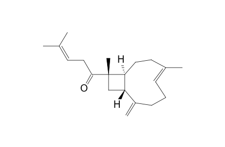 GIBBEROSIN-L;(1S*,9R*,11S*,4E)-XENIAPHYLLA-4,8(19),13-TRIEN-12-ONE