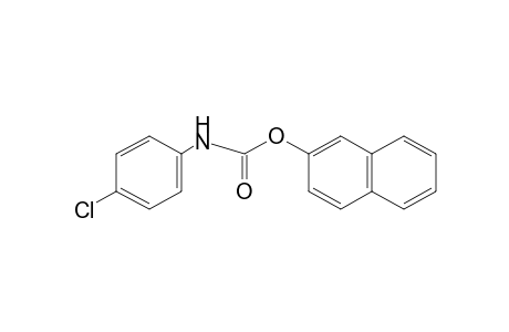 2-naphthol, p-chlorocarbanilate