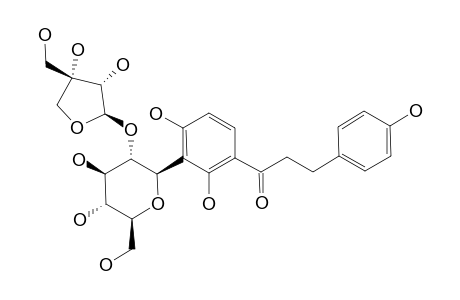 SCHOEPFIAJASMIN-B