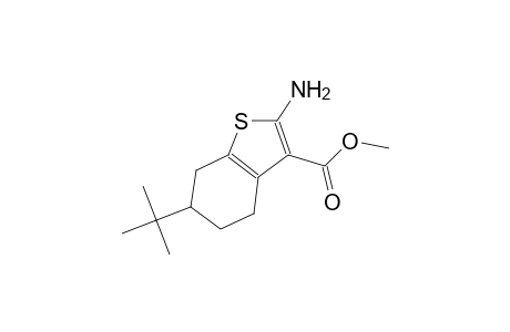 methyl 2-amino-6-tert-butyl-4,5,6,7-tetrahydro-1-benzothiophene-3-carboxylate