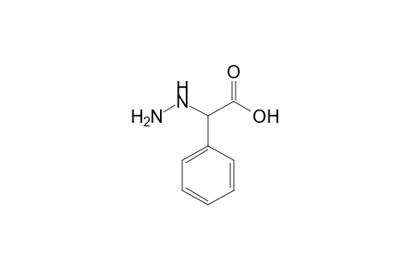 hydrazinophenylacetic acid