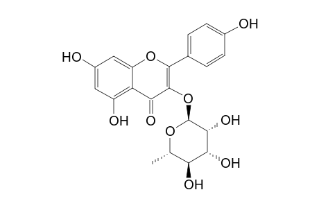 KAEMPFEROL-3-RHAMNOPYRANOSIDE