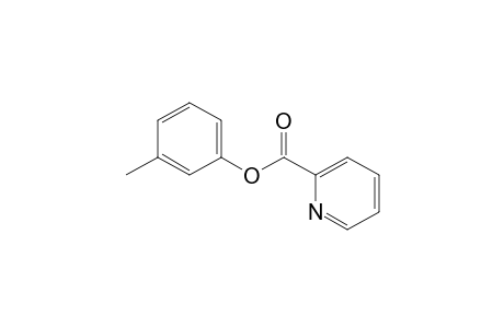 3-Methylphenyl picolinate