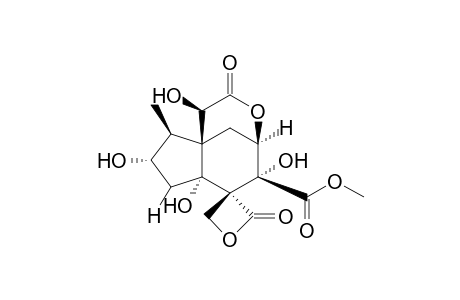 VERANISATIN_E