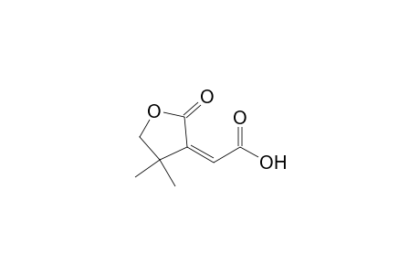(Z)-4,4-DIMETHYL-2-OXOTETRAHYDROFURAN-3-YLIDENEACETIC-ACID