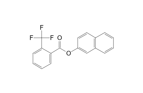 2-Trifluoromethylbenzoic acid, 2-naphthyl ester