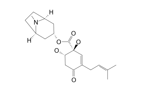 CONSICULINE