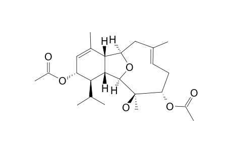 ASTROGORGIN_B