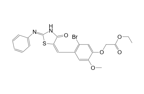 ethyl (5-bromo-2-methoxy-4-{(E)-[(2Z)-4-oxo-2-(phenylimino)-1,3-thiazolidin-5-ylidene]methyl}phenoxy)acetate