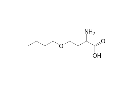 l-Homoserine, o-butyl-