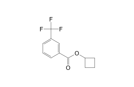 3-Trifluoromethylbenzoic acid, cyclobutyl ester