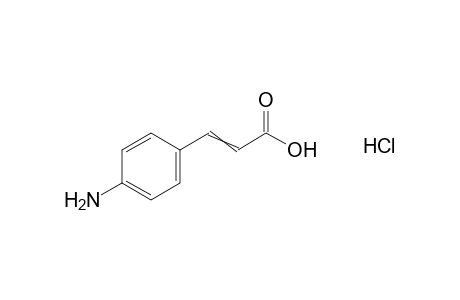 p-aminocinnamic acid, hydrochloride