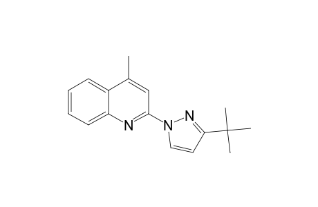 2-(3-tert-BUTYL-PYRAZOL-1-YL)-4-METHYL-QUINOLINE