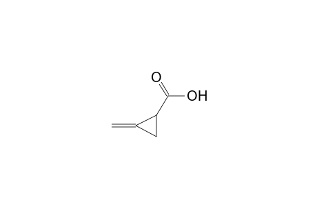 2-Methylenecyclopropanecarboxylic acid