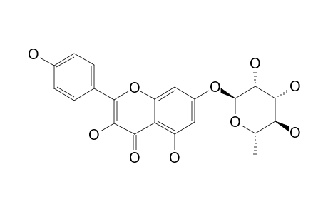 KAEMPFEROL-7-O-ALPHA-L-RHAMNOPYRANOSIDE