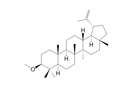 LUPEOL,3-METHYLETHER