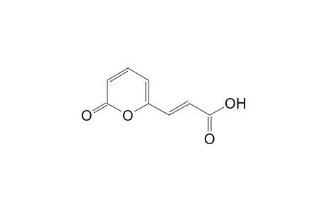 3-(2-PYRON-6-YL)-PROPENOIC-ACID