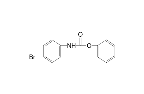 p-bromocarbanilic acid, phenyl ester