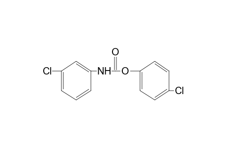 m-chlorocarbanilic acid, p-chlorophenyl ester