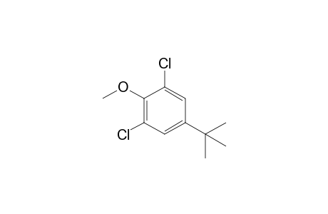 Benzene, 1,3-dichloro-5-(1,1-dimethylethyl)-2-methoxy-