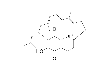 RHIZOPOGONE_