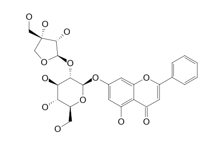 SCHOEPFIAJASMIN-H