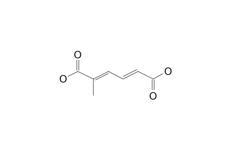 2-Methyl-trans-2,trans-4-hexadienedioic acid