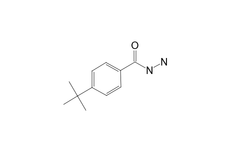 4-tert-Butylbenzohydrazide