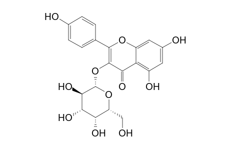 KAEMPFEROL-3-O-BETA-D-GALACTOPYRANOSIDE