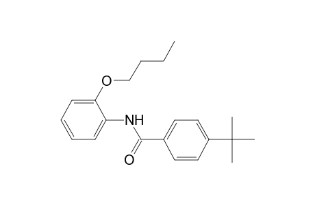 N-(2-Butoxyphenyl)-4-tert-butylbenzamide