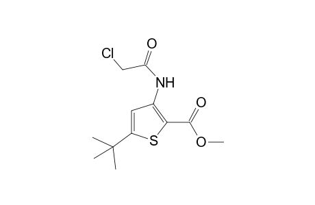 5-tert-butyl-3-(2-chloroacetamido)-2-thiophenecarboxylic acid, methyl ester