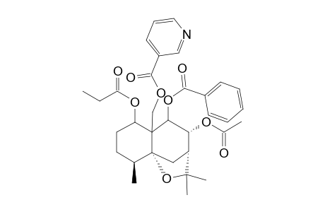 ANGULATUEOID F